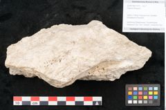Foto (Objekt + Etikett) von Fraxinus frangula L. (NHMW-GEO-2024-0188-11315)